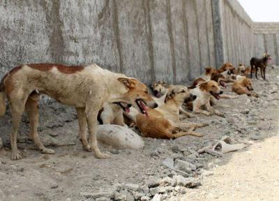 روش وزارت بهداشت برای کنترل جمعیت سگ های ولگرد ، غذا دادن به سگ ها اشتباه است؟