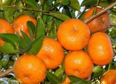 فواید نارنگی برای دیابتی&zwnj ها