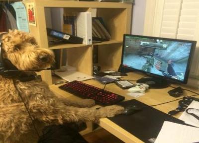 سگی که در بازی های کامپیوتری مهارت دارد