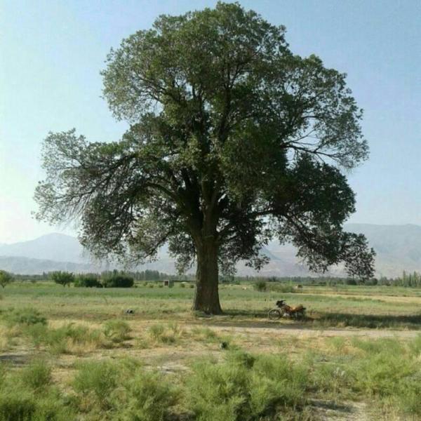 درخت کهنسال 350 ساله در مرند