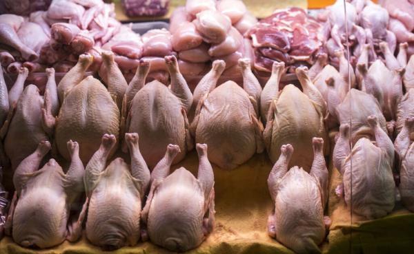 قیمت انواع گوشت ماکیان در بازار ؛ هر کیلو غاز 700 هزار تومان، خروس محلی 350 هزار تومان!